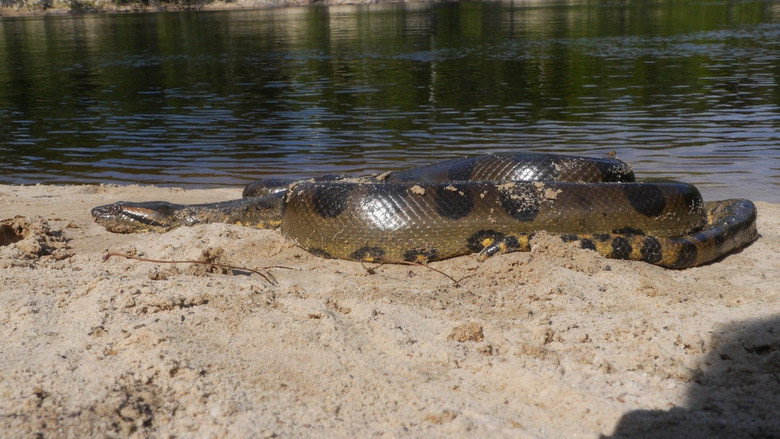 Anaconda: Silent Killer still