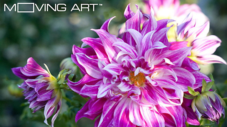 Moving Art: Flowers still