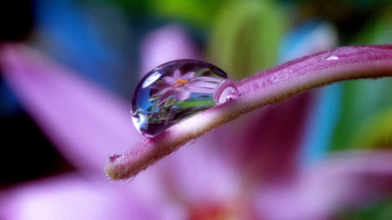 Moving Art: Flowers still