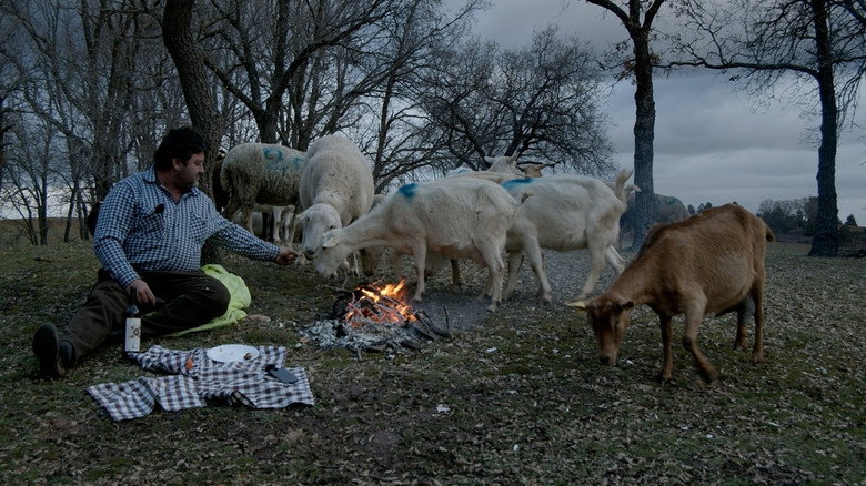 Las ovejas del planeta Tierra still