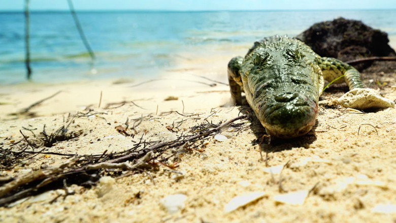 Life and Death in Paradise: Crocs of the Caribbean still